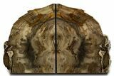 Tall Colorful Petrified Wood Bookends - Washington #338268-1